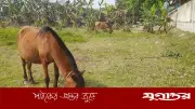 দিনাজপুরে ঘোড়ার মাংস গরুর মাংস বলে বিক্রির চেষ্টা, তিনজন কারাদণ্ড