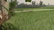 গঙ্গাচড়ায় বোরো ধান ডুবন, ৩ কোটি টাকার ক্ষতি আশঙ্কা; রাজশাহীতে হামে শিশু মৃত্যু