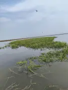 হাকালুকি হাওরে বন্যা: আধা পাকা বোরো ধান তলিয়ে গেছে, কৃষকদের দুশ্চিন্তা