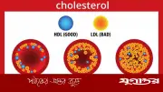 ক্ষতিকর কোলেস্টেরল কমানোর কার্যকরী উপায়: হৃদরোগের ঝুঁকি কমাতে প্রাকৃতিক পদ্ধতি