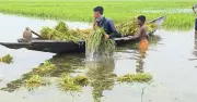 সিলেটের হাওরে জলাবদ্ধতায় ডুবে গেছে ৩ হাজার ৬৪০ হেক্টর জমির বোরো ধান