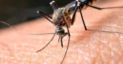 অন্ধকারেও মশার নিখুঁত শিকার: নিঃশ্বাস, তাপ ও গন্ধের রহস্য