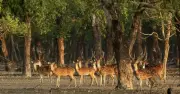 সুন্দরবনে হরিণ শিকার অব্যাহত, বাড়ছে জনসংখ্যা সত্ত্বেও হুমকিতে বন্যপ্রাণী