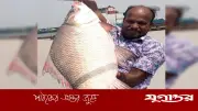 পদ্মা নদীতে ধরা পড়ল সাড়ে ১০ কেজির বিরল কাতল মাছ, বিক্রি ১৩ হাজার ৬৫০ টাকায়