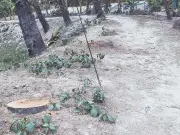 সিরাজগঞ্জে মাদ্রাসার পুকুরপাড় থেকে ৯টি তালগাছ কেটে বিক্রির অভিযোগ, পরিবেশের ক্ষতি