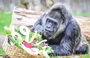 বার্লিন চিড়িয়াখানায় বিশ্বের সবচেয়ে বয়স্ক গরিলা ফাতুর ৬৯তম জন্মদিন উদযাপন