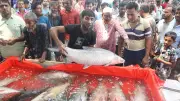 গাংনগর মাছের মেলায় ২০০ বছরের ঐতিহ্য, ১৫-২০ কেজি ওজনের মাছের সমাহার