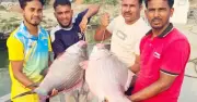 রাজবাড়ীতে ৯১ হাজার টাকায় বিক্রি হলো দুটি বিশাল কাতল মাছ