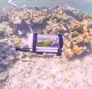 স্টিভেনের পোষা টিয়া পানির নিচে ঘুরে বেড়াচ্ছে: ইনস্টাগ্রাম ভিডিও ভাইরাল