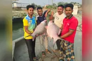 রাজবাড়ীতে দুটি বিরল কাতলা মাছ বিক্রি ৯৫ হাজার ৪১৫ টাকায়, পদ্মা নদীতে জেলেদের জালে ধরা পড়েছে