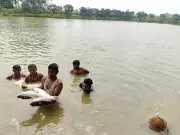 রাজশাহীর বাগমারায় যুবলীগ নেতার পুকুরে বিষ প্রয়োগ, ৩০ লাখ টাকার মাছ নিধনের অভিযোগ