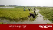 সুনামগঞ্জের হাওরে ধান কাটার সময় বজ্রপাতে ৪ কৃষকের মৃত্যু, আহত ২
