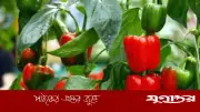 বাংলাদেশে ক্যাপসিকাম চাষের ব্যাপক সম্প্রসারণ: উচ্চ আয়ের সম্ভাবনা ও বাজার চাহিদা