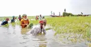 সিলেটের হাওরে ধান কাটার সংকট: জ্বালানি ও জলাবদ্ধতা কৃষকদের দুর্ভোগ বাড়াচ্ছে