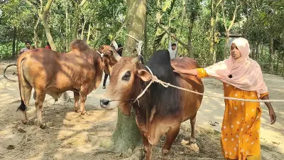 সন্তানের মতো যত্নে বড় করা ১৩০০ কেজির ষাঁড় ‘মোস্তাক’, দাম ২০ লাখ