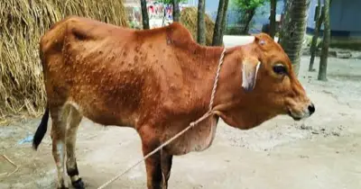 চাঁদপুরে লাম্পি স্কিনে শতাধিক গরুর মৃত্যু, খামারিরা আতঙ্কিত