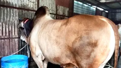 নীলফামারীতে কুরবানির জন্য প্রস্তুত ৩ লাখ পশু, জেলা প্রশাসকের অসৌজন্যমূলক আচরণে সাংবাদিকদের প্রেস ব্রিফিং বর্জন