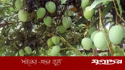 হাঁড়িভাঙা আমে ২৫০ কোটি টাকা বাণিজ্যের সম্ভাবনা