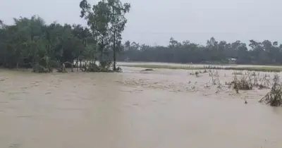হালুয়াঘাটে বন্যায় ফসলের ব্যাপক ক্ষতি, কৃষকরা বিপাকে