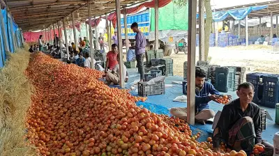 দিনাজপুরে গ্রীষ্মকালীন টমেটোর সবচেয়ে বড় হাট গাবুরা বাজারে দৈনিক ৩-৪ কোটি টাকার কেনাবেচা