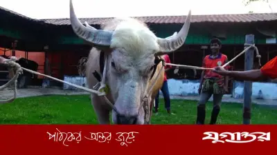 নারায়ণগঞ্জে ‘নেতানিয়াহু’ নামের মহিষের কাণ্ড, সবাইকে গুঁতো দিতে চায়