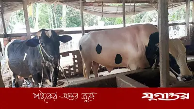 চাঁদপুরের ‘রাজাবাবু’ ও ‘হামানকর্দ্দির কিং’ দৃষ্টি কাড়ছে