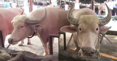 নারায়ণগঞ্জে বিরল অ্যালবিনো মহিষ ‘ডোনাল্ড ট্রাম্প’ ও ‘নেতানিয়াহু’