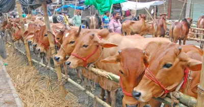 অনলাইনে শরিকি কোরবানি: শরিয়ত কী বলে? জটিলতা ও উত্তম পদ্ধতি