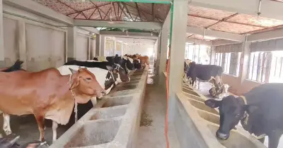 চাঁপাইনবাবগঞ্জে কোরবানির জন্য প্রস্তুত ২ লাখ ২৬ হাজার পশু