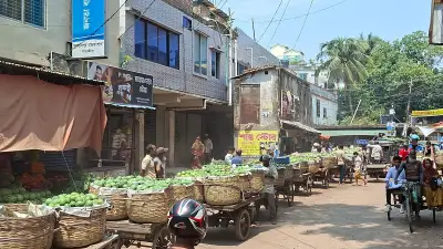 সাতক্ষীরায় শুরু হিমসাগর আম সংগ্রহ, বাজারে দাম চড়া
