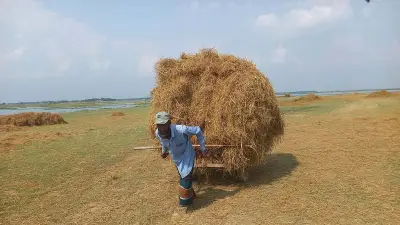 হাওরে ধান তলিয়ে গোখাদ্য সংকটে কৃষক, গরু বিক্রির চিন্তা
