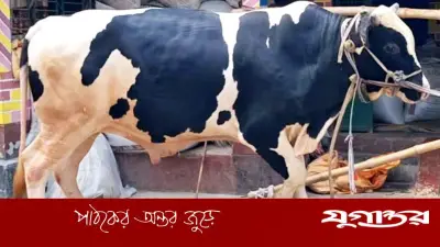 বিশালদেহের ‘বাহুবলী’ ষাঁড়টির দাম কত? নড়াইলের খামারে চমক