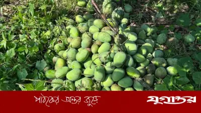 রাজশাহীতে গুটি আম নামানো শুরু, বাজারে আসছে মৌসুমের প্রথম আম