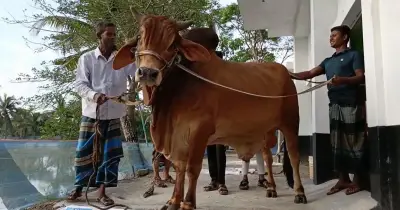বাগেরহাটে ১২০০ কেজির ব্রাহ্মা ষাঁড় ‘লালবাদশা’, দাম ১০ লাখ টাকা