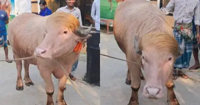 নারায়ণগঞ্জে গোলাপি মহিষ ‘ডোনাল্ড ট্রাম্প’ বিক্রি হয়েছে ৩ লাখ ৭৯ হাজার টাকায়