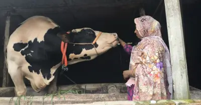 জামালপুরে ৩৩ মণ ওজনের গরু ‘জমিদার’, দাম ১৪ লাখ টাকা
