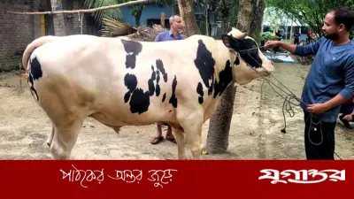 বগুড়ায় ২৪ মণের ‘মিস্টার বিন’ গরুটি কুরবানির হাটে সাড়া ফেলেছে