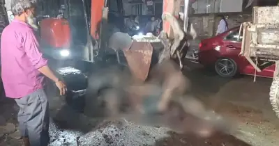 ব্রাহ্মণবাড়িয়ায় সড়কে পড়ে থাকা কোরবানির চামড়া অপসারণ শুরু