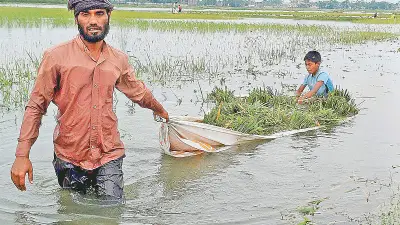 সুনামগঞ্জের হাওরে রোদ ফিরলেও শঙ্কা কাটেনি কৃষকদের, ধান তোলায় অনিশ্চয়তা