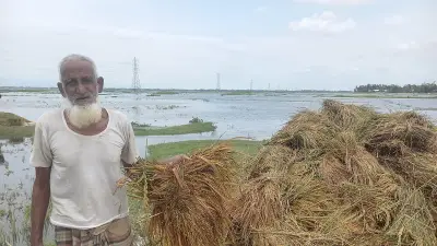 বৃষ্টি ও পাহাড়ি ঢলে সুনামগঞ্জের হাওরে বোরো ধানের ব্যাপক ক্ষতি