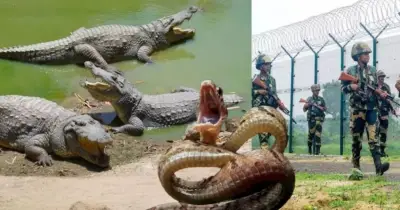 ভারতের কুমির-সাপ মোতায়েন পরিকল্পনায় তীব্র সমালোচনা