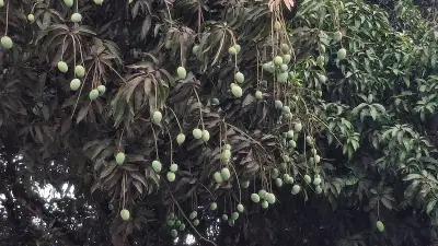 রাজশাহীতে কাঙ্ক্ষিত বৃষ্টি, স্বস্তি ফিরেছে জনজীবনে