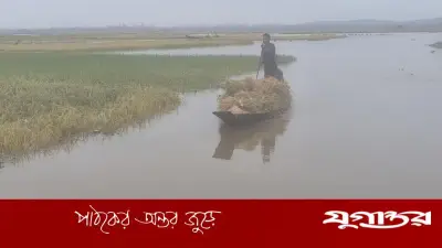 হাকালুকি হাওরে বোরো ধান নিয়ে দুর্বিপাক, কৃষকদের হাহাকার
