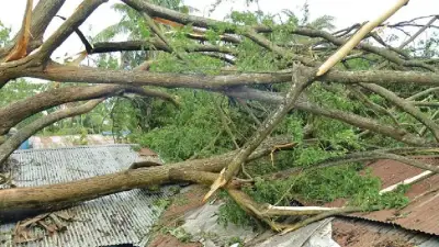 ঝড়ে গাছচাপায় মায়ের মৃত্যু, হাসপাতালে ছেলেসহ ইয়াবাসহ এনসিপি কর্মী গ্রেপ্তার
