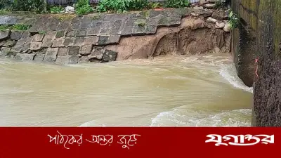 মধ্যনগরে বোয়ালা হাওড়ের বাঁধ ভেঙে ফসল তলিয়ে গেছে