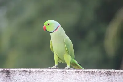 টিয়াপাখিরা কীভাবে মানুষের মতো কথা বলে?