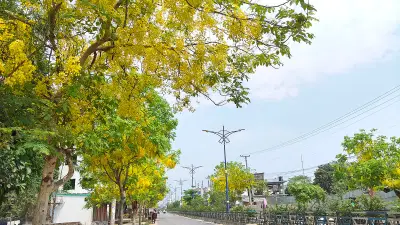 রাজশাহীর সড়কে সোনালু-জারুলের রঙিন উৎসব