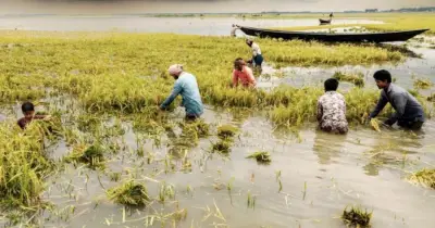 অতিবৃষ্টি-ঢলে সুনামগঞ্জ-কিশোরগঞ্জে ৫০০ কোটি টাকার ধান নষ্ট