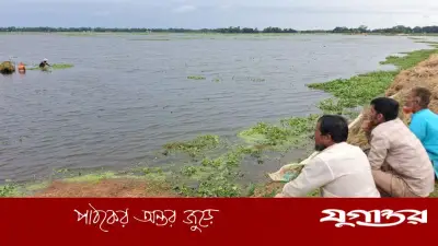 নেত্রকোনায় নয়নভাগা: কৃষকের চোখের সামনে ধান কেটে নিচ্ছে অন্যরা
