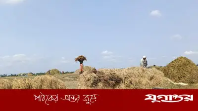 সুনামগঞ্জে বৃষ্টিতে হাওরের ফসল বিপর্যস্ত, কৃষকদের দুশ্চিন্তা